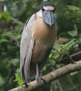 Boat-billed Heron